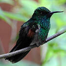 Colibri à épaulettes