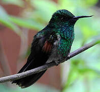 Stripe-tailed Hummingbird