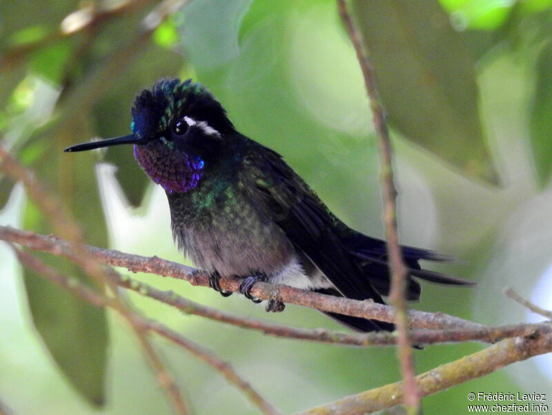 Purple-throated Mountaingem male adult, identification