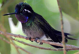 Colibri à gorge pourprée