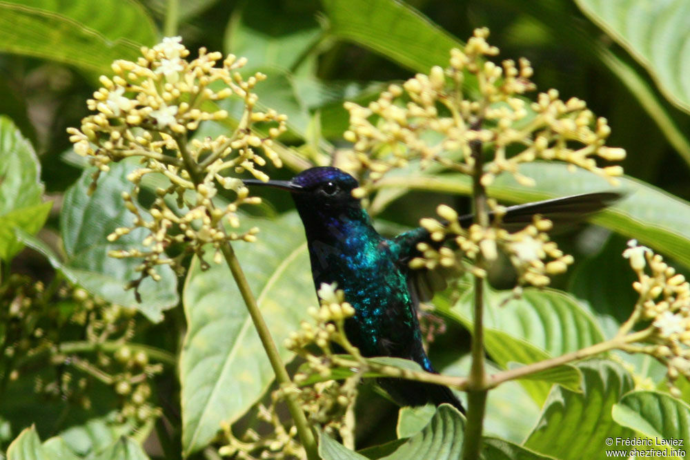 Colibri à tête bleueadulte