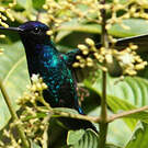 Colibri à tête bleue