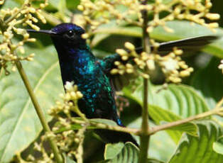 Colibri à tête bleue