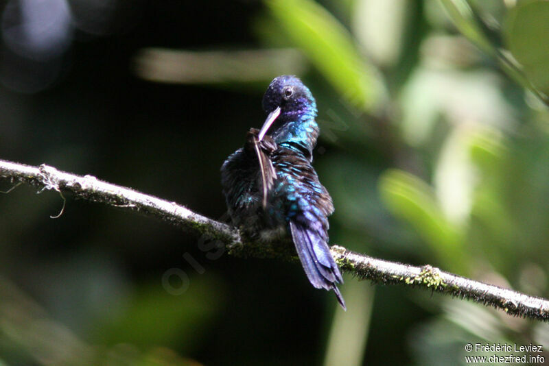 Colibri à tête bleueadulte, identification