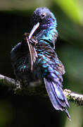 Blue-headed Hummingbird