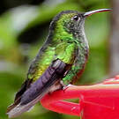 Colibri à tête cuivrée