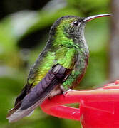 Colibri à tête cuivrée