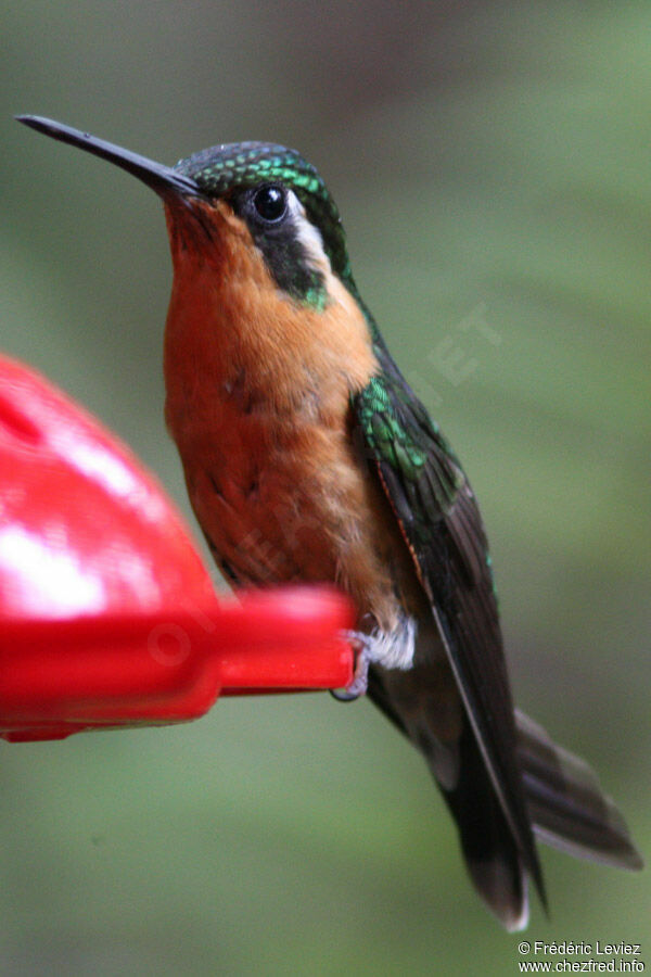 White-throated Mountaingem female adult, identification