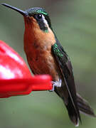 Colibri à ventre châtain