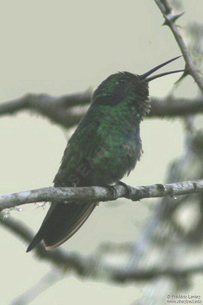 Colibri anaïs mâle adulte