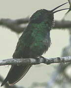 Sparkling Violetear