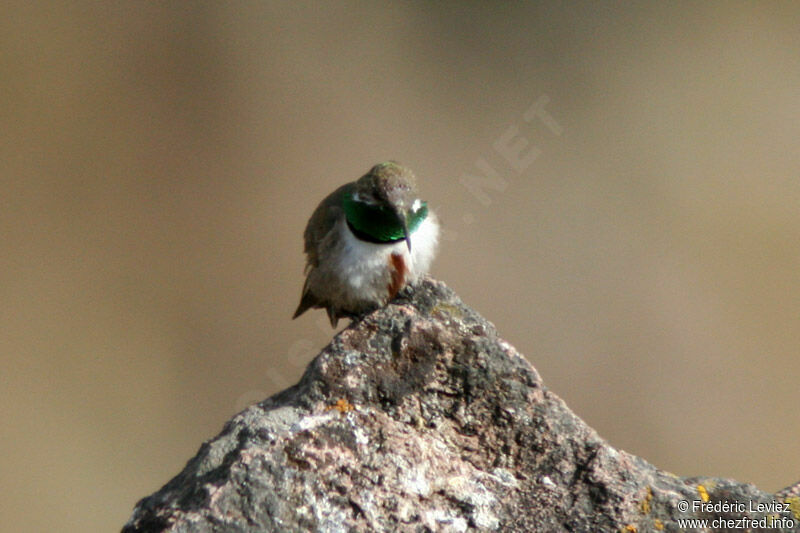 Colibri d'Estelle mâle, adulte