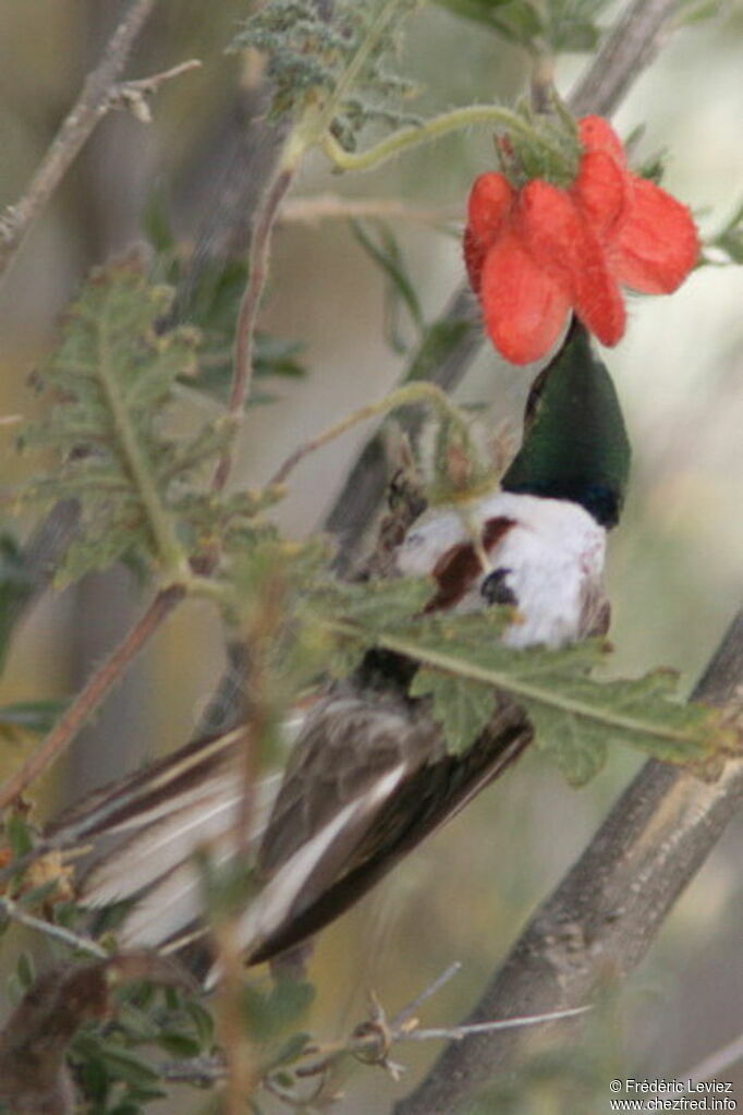 Colibri d'Estelle mâle, adulte