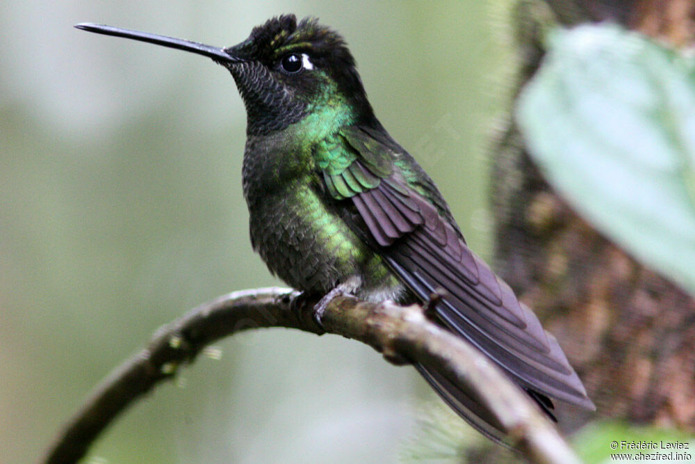 Colibri de Rivoli mâle adulte, identification