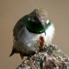 Colibri estelle