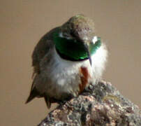 Andean Hillstar