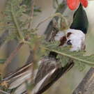 Colibri estelle