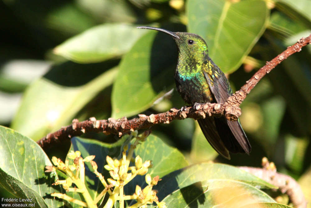 Colibri falle-vertadulte, identification