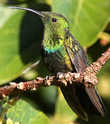 Green-throated Carib