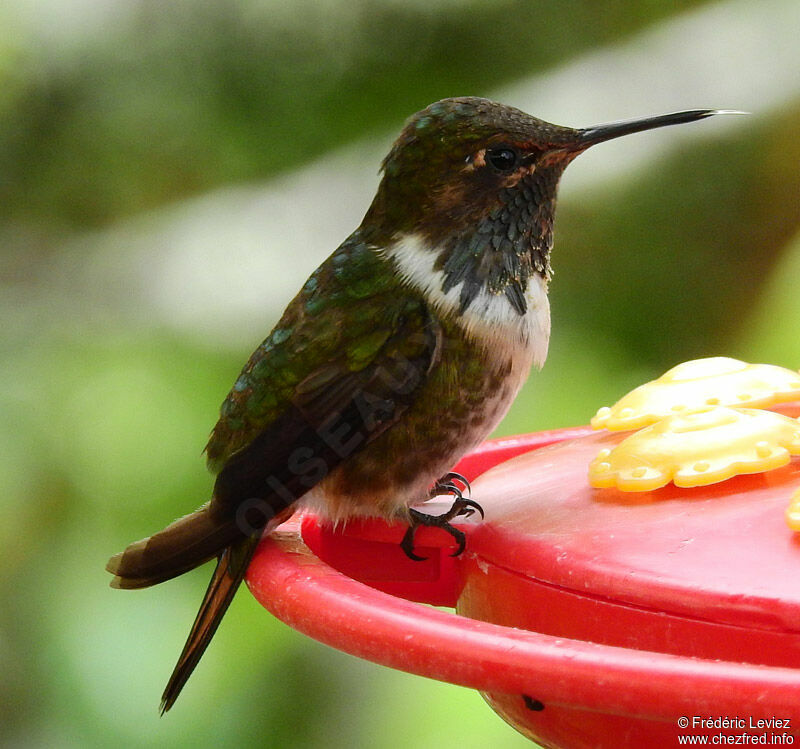 Colibri flammule mâle adulte, identification