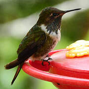 Volcano Hummingbird