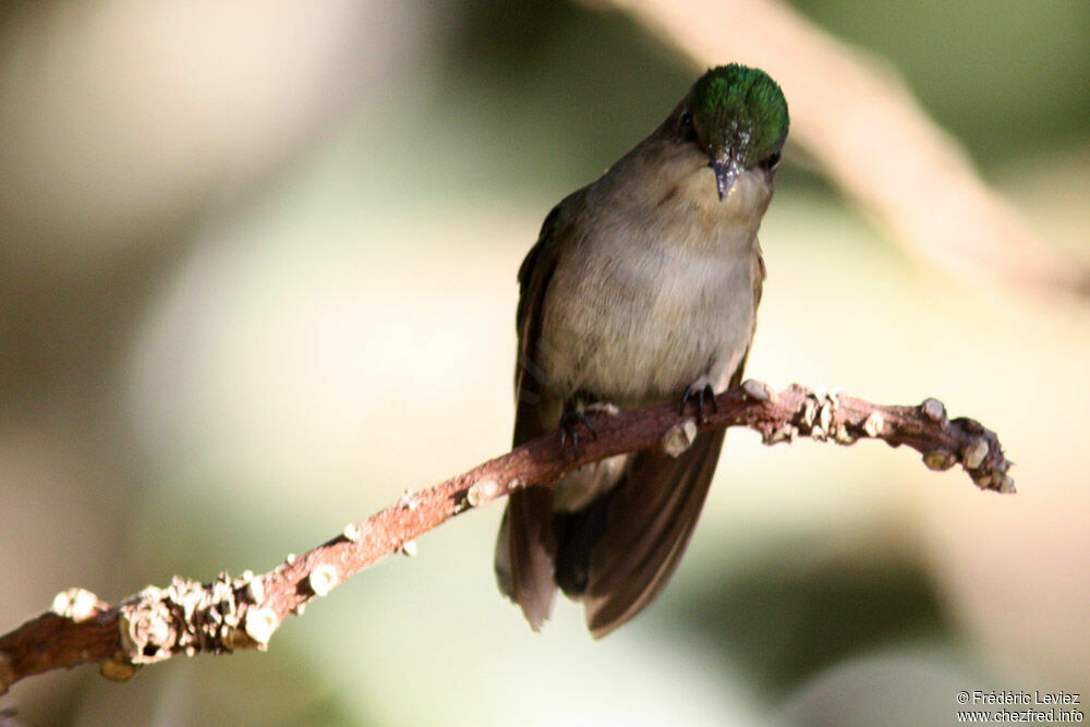 Antillean Crested Hummingbird female adult, identification