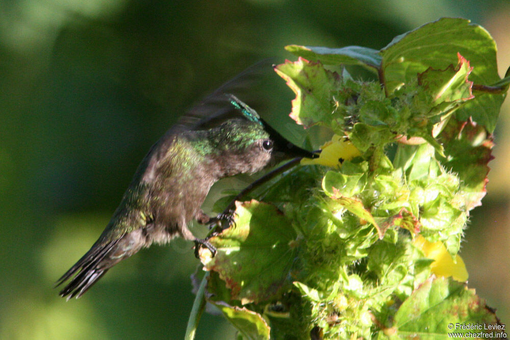 Colibri huppé mâle adulte, identification