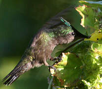 Antillean Crested Hummingbird