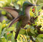 Colibri huppé