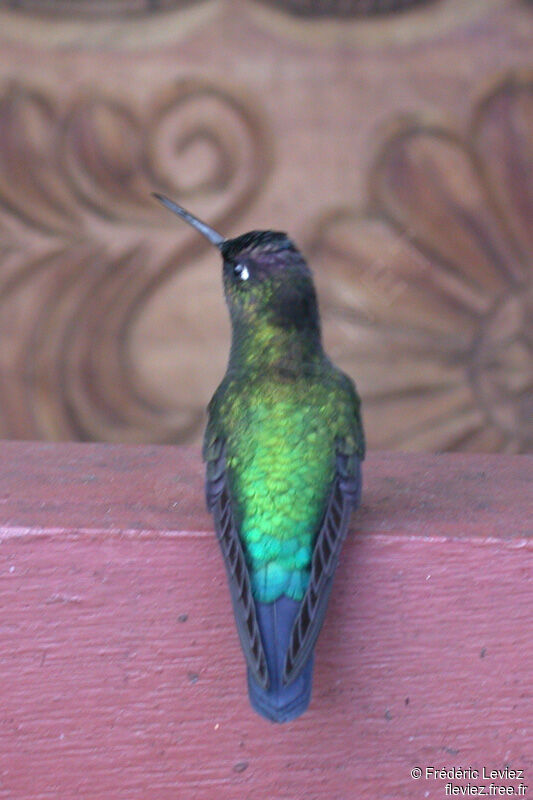 Fiery-throated Hummingbirdadult