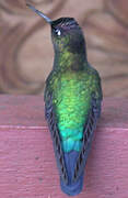 Fiery-throated Hummingbird