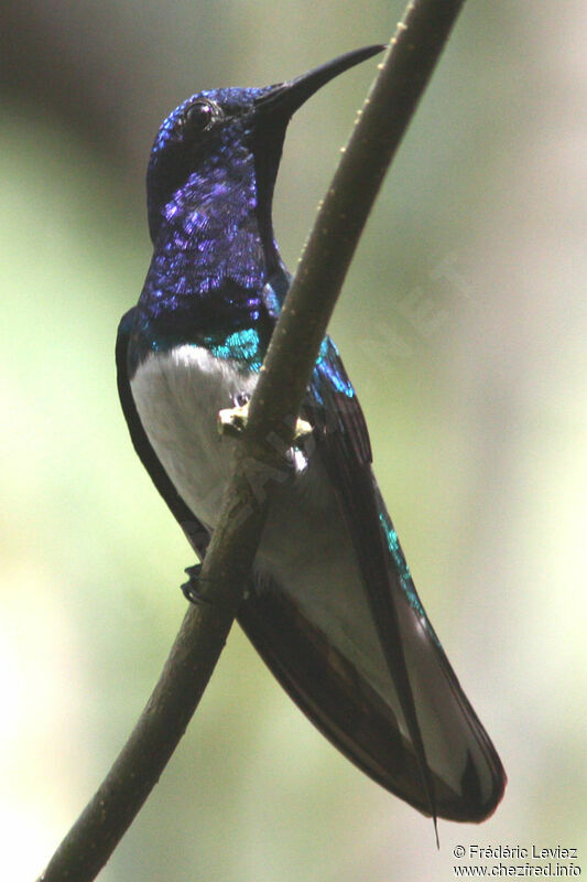 Colibri jacobin mâle adulte, identification