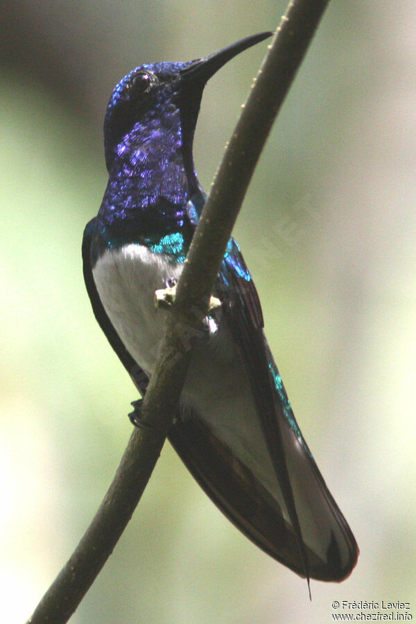 White-necked Jacobin male adult, identification