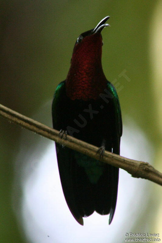 Purple-throated Caribadult, identification