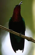 Purple-throated Carib