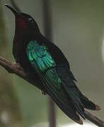 Purple-throated Carib