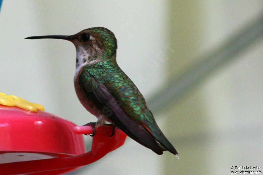 Colibri roux femelle adulte, identification