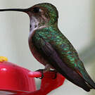 Colibri roux