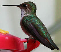 Rufous Hummingbird