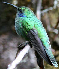 Colibri thalassin