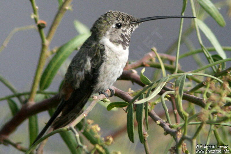 Colibri vesper