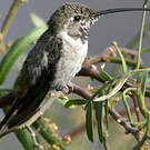 Colibri vesper