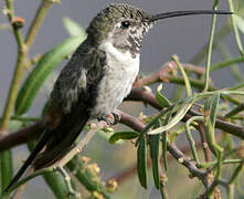 Oasis Hummingbird