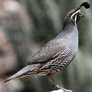 California Quail