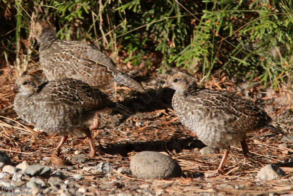 California Quailjuvenile, identification