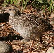 California Quail