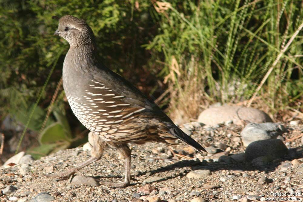 Colin de Californie femelle adulte, identification