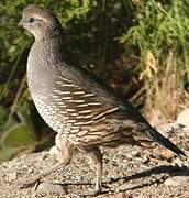 California Quail