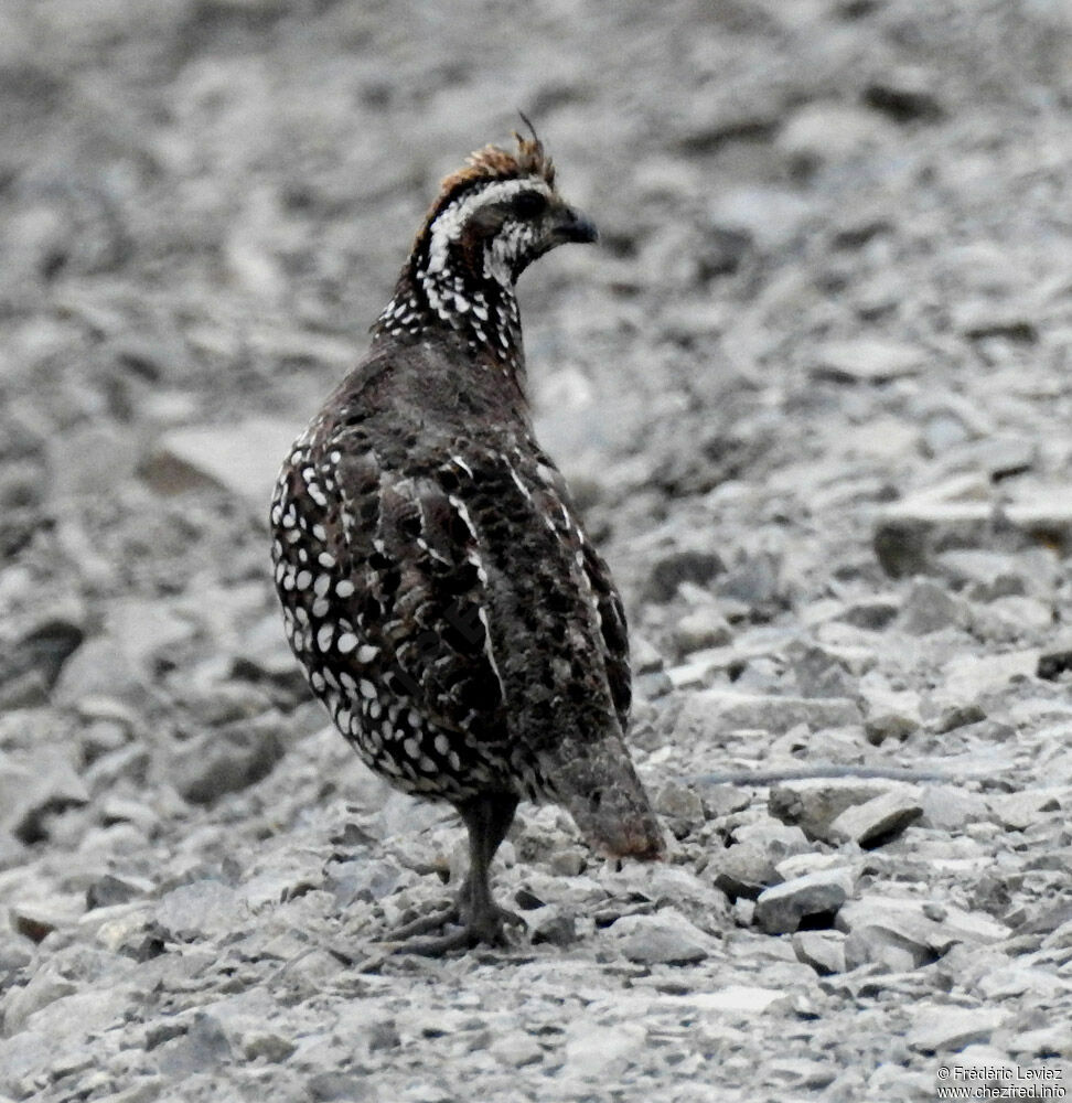 Colin huppé mâle adulte, identification