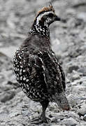 Crested Bobwhite